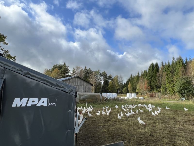 Släpp ut hönsen!
